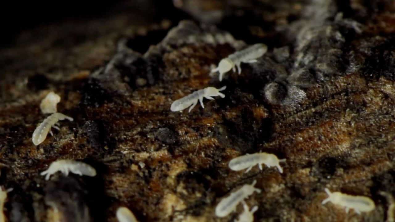 5 Signs You May Have A Subterranean Termite Infestation