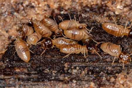 What Is Non-Fumigation Termite Control and How Does It Work?