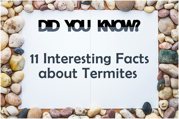 Interesting Facts about Termites 