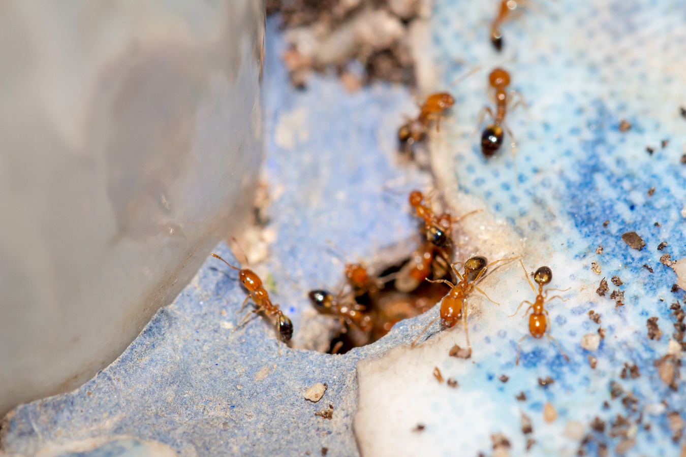 9 Fascinating Facts About Termites