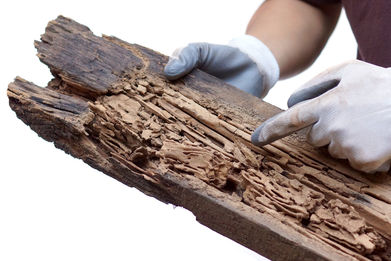 When to Choose Professional Termite Treatment Over DIYs?
