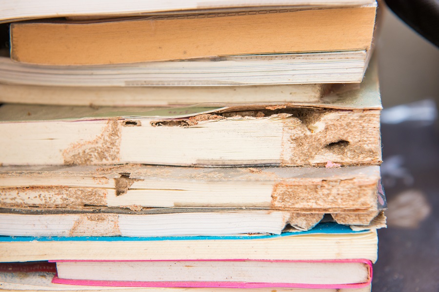 Tips to Save Your Books from Termites 