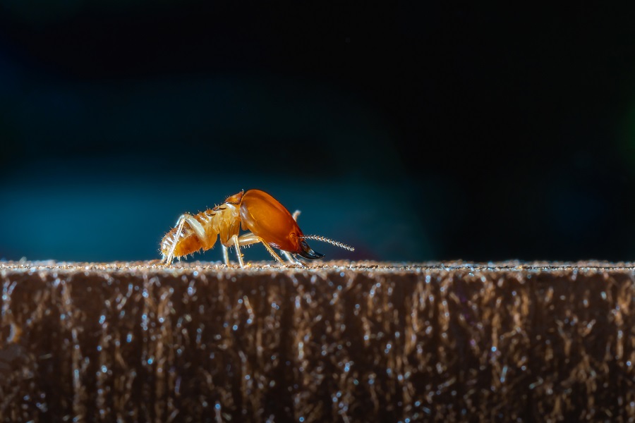 San Jose Homeowners Guide to Termite Damage and Termite Control