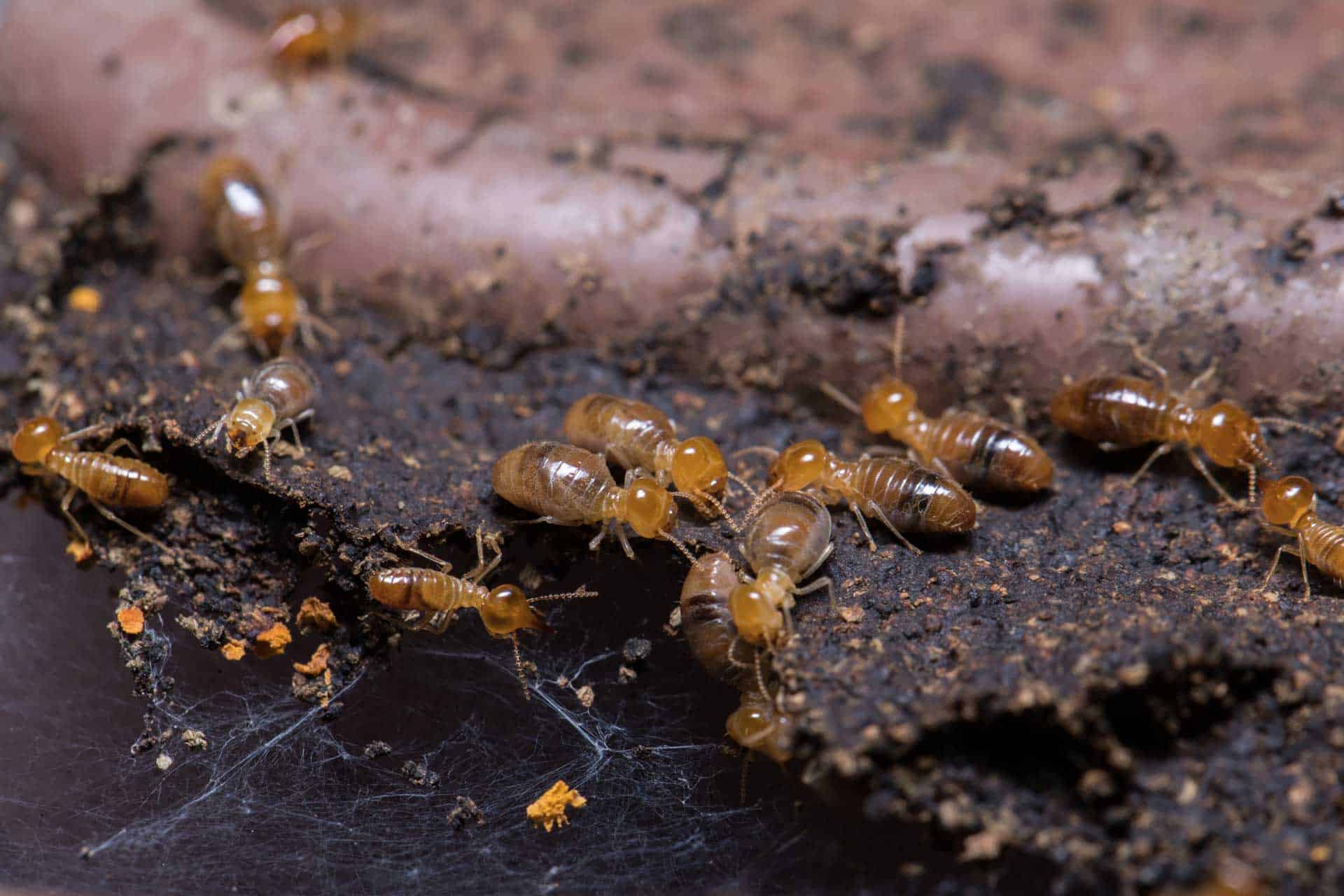 Termites Pose Real Risks, No Exaggerations