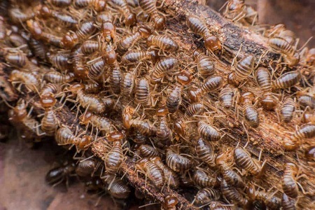 Eco-Friendly Termite Control in San Diego and Orange County