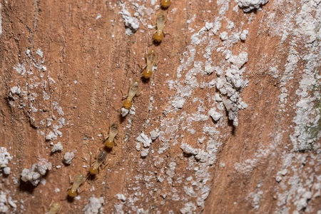 What Happens When You Leave a Termite Infestation Untreated?