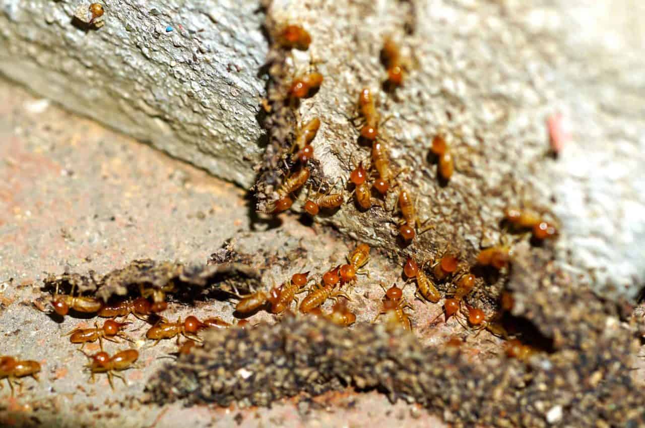 How to Keep Termites Away From Your Home