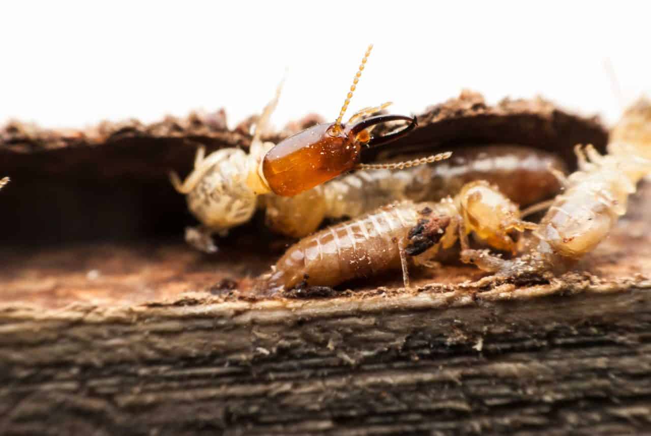 Removal & Prevention of Subterranean Termites in Orange County