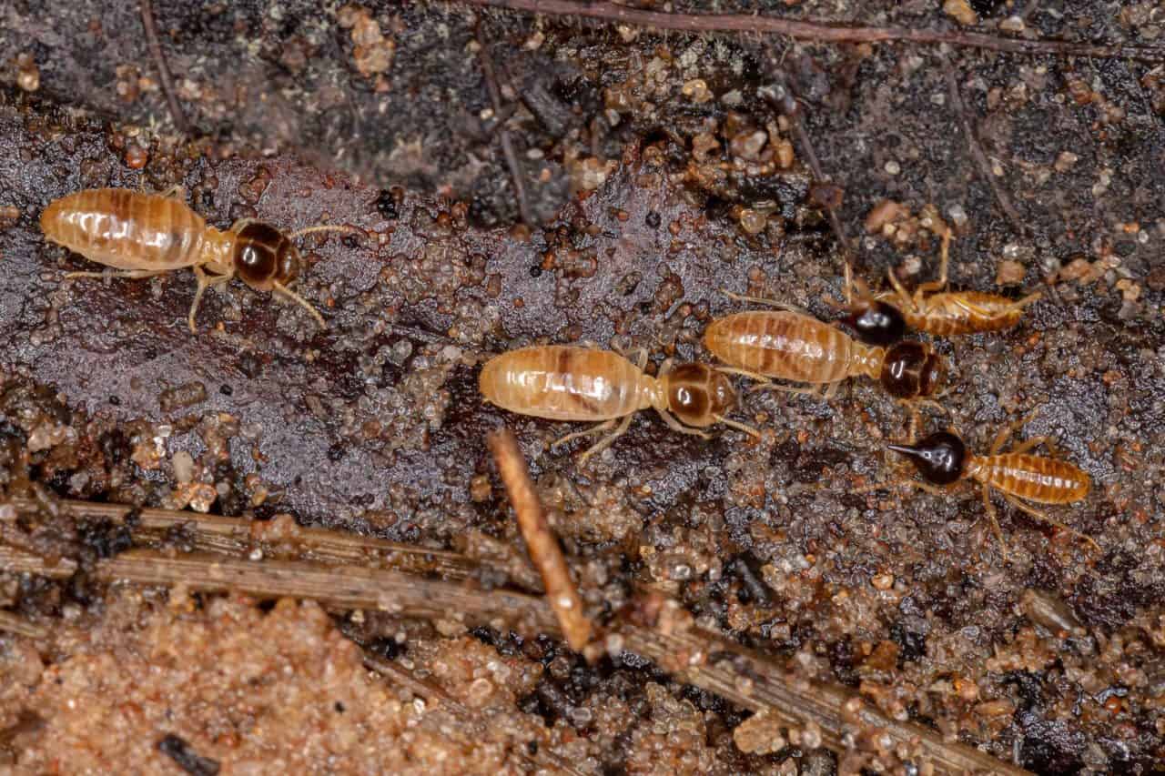 Orange County Termite Prevention Treatment
