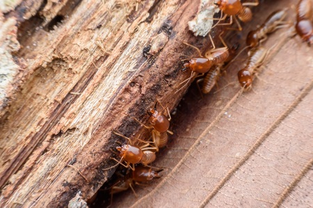 Termite Infestation 