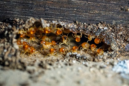 Termite Infestation in Old Homes