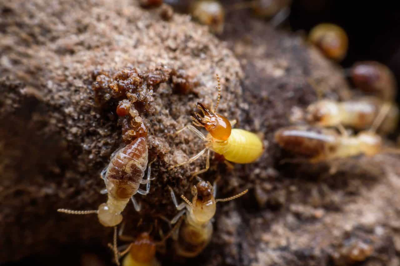 Cleaning up After Termite Removal - Subterranean Termites Treatment in Orange County