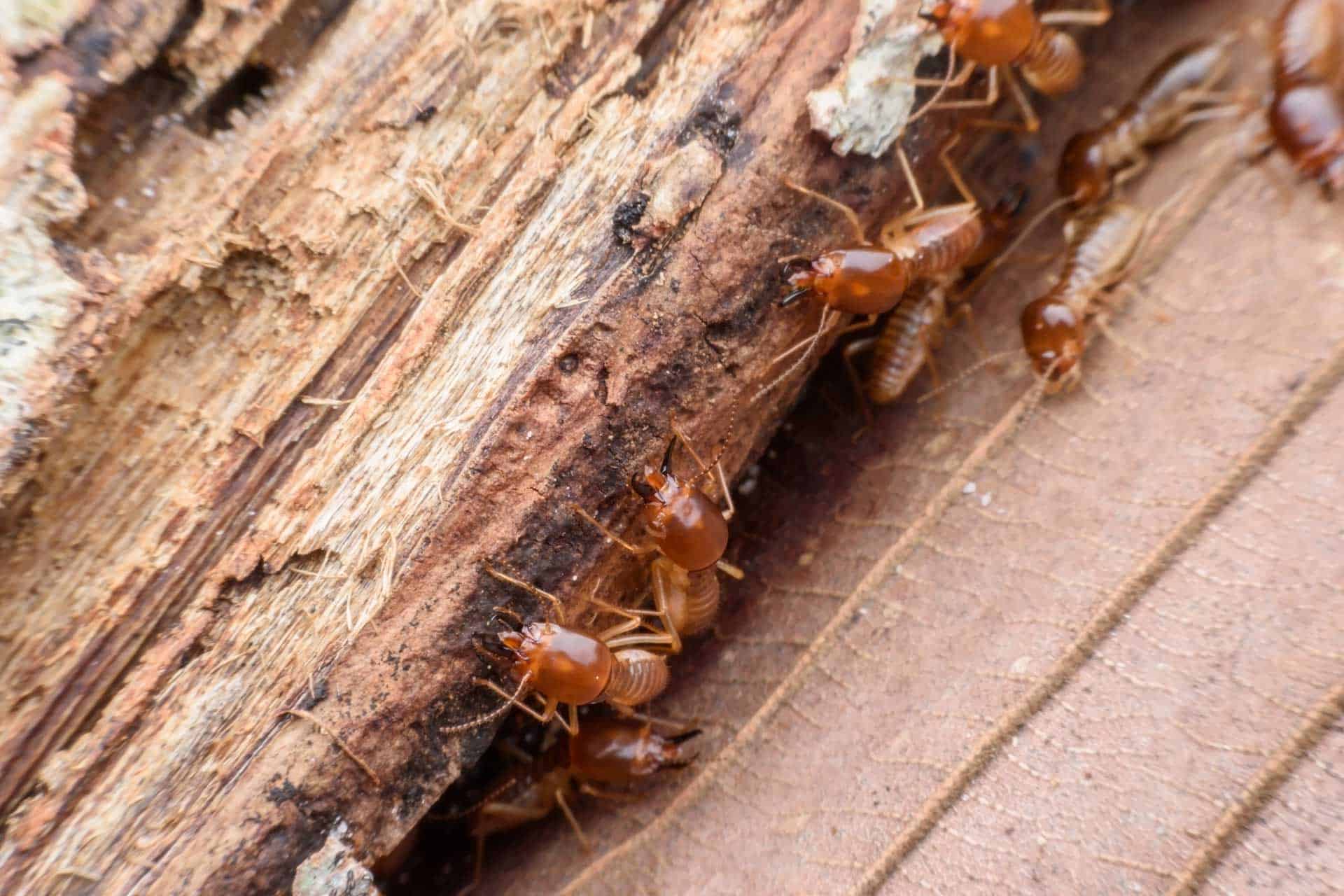 demystifying termite damage repair costs: facing the reality