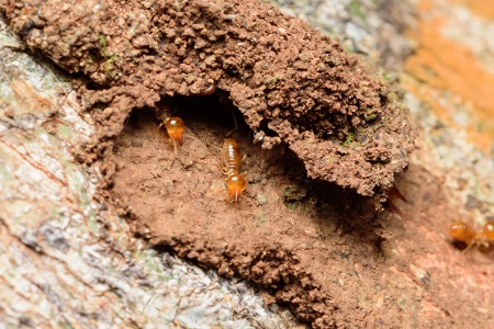Top 5 Causes of Termite Infestation
