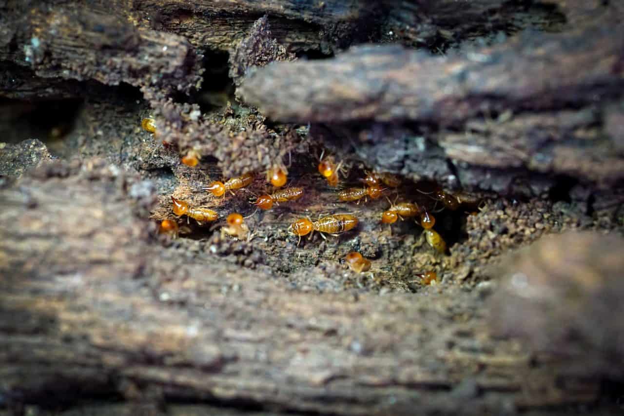 How Global Warming Is Increasing Termite Risk?