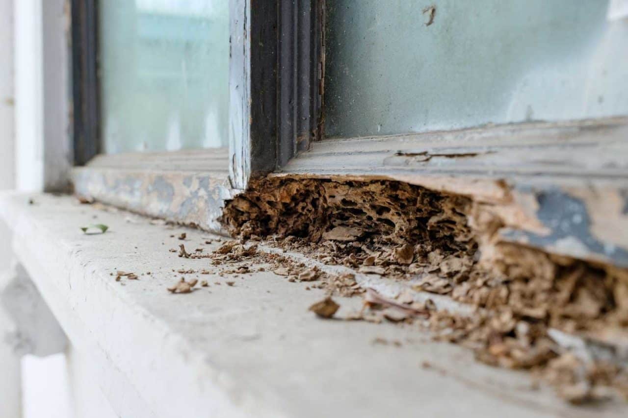 Termite Infestation