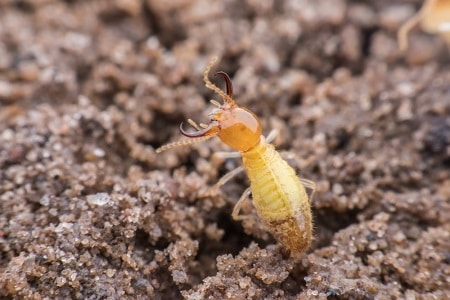 Termite Fumigation
