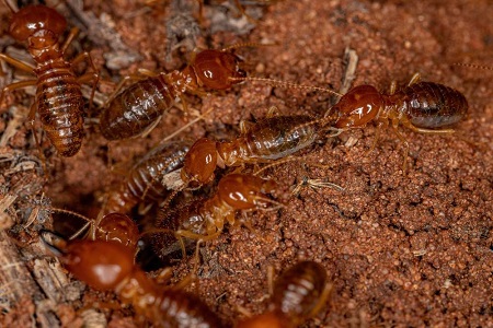 3 Boxs DIY Termite Bait System Coloni Eliminate Termite Killing Control EXPEDITE 