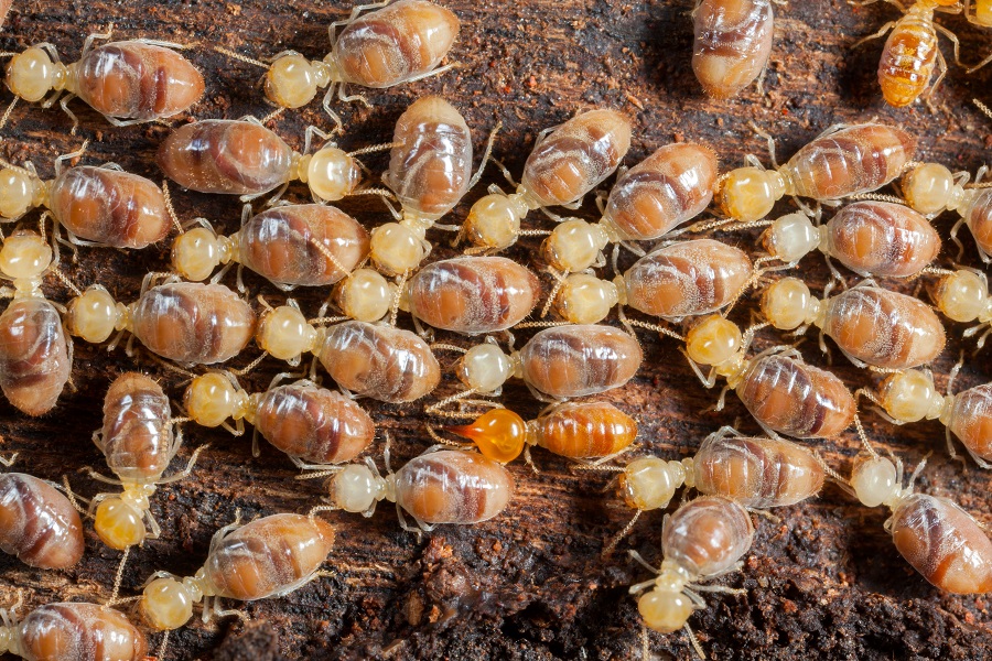 Types of Termite Species