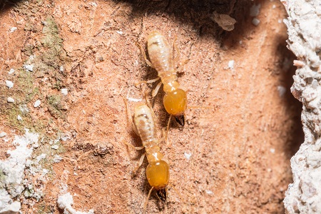 How to control Subterranean Termites?