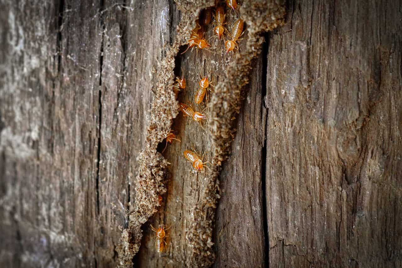 Why is DIY Termite Control Dangerous?