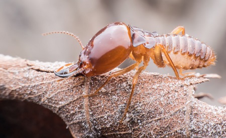 Can You Permanently Get Rid of Termites