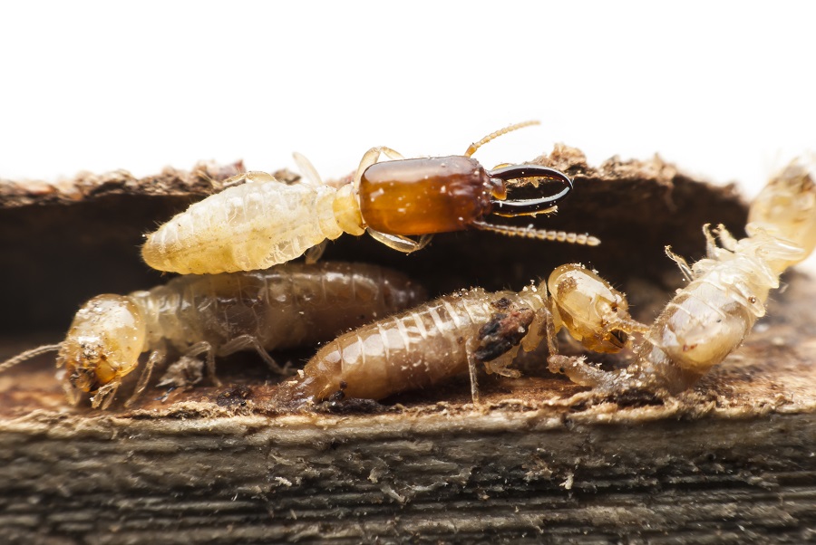 What Is Preventive Termite Inspection?