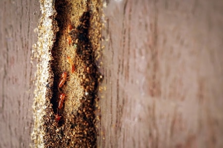 Hi-Tech Termite Control
