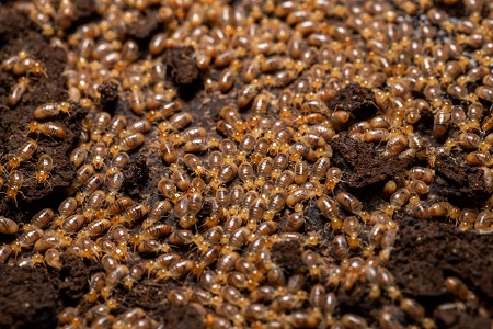 Treatment for Subterranean Termites in San Diego and Orange County