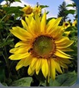 Sunflower Clinic Australia