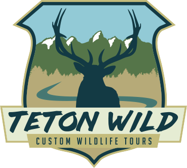 Teton Wild Custom Wildlife Tours