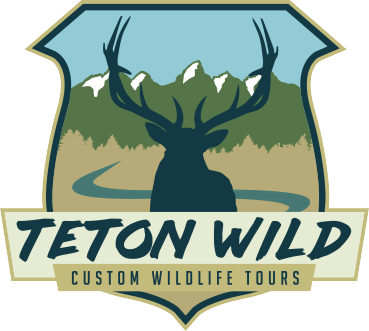 Teton Wild Custom Wildlife Tours Teton Wild Custom Wildlife Tours