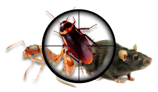 Ace Pest Control Geelong