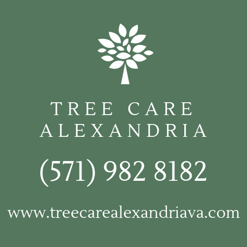Tree Care Alexandria VA