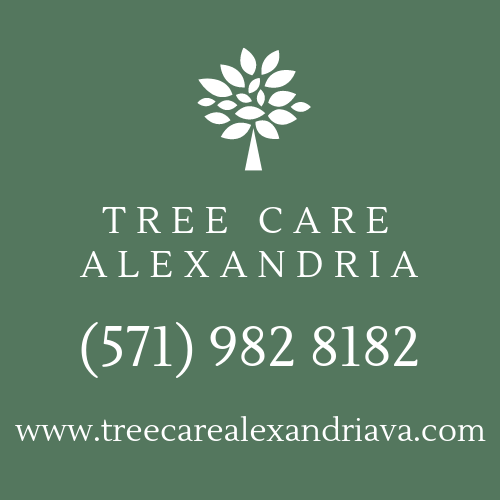 Tree Care Alexandria VA Tree Care Alexandria VA
