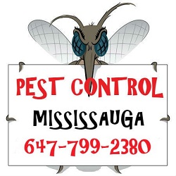 GTA Toronto Pest Control – Mississauga