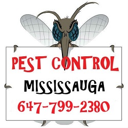 GTA Toronto Pest Control – Mississauga GTA Toronto Pest Control – Mississauga