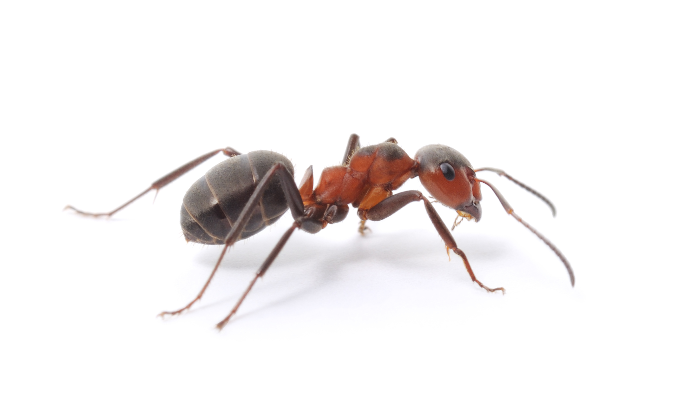 Alabama Pest Control TC Alabama Pest Control TC