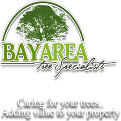 Bay Area Tree Specialists