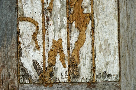 Are Termite Droppings a Sign of Termite Infestation?