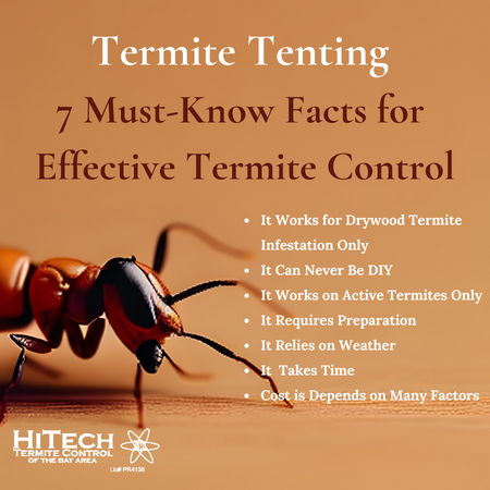 Termite Tenting - 7 Must-Know Facts