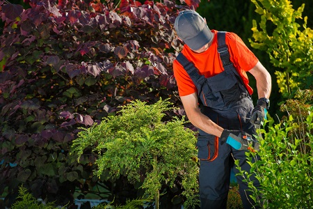 Sod Installation and Maintenance Services