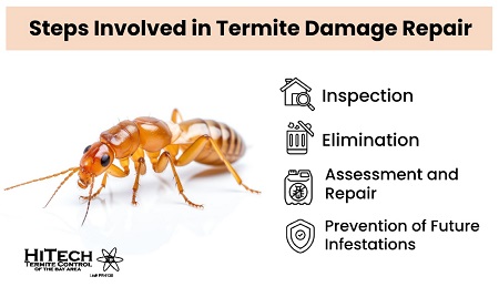 Steps Involved in Termite Damage Repair - Ways to Protect from Future Infestations