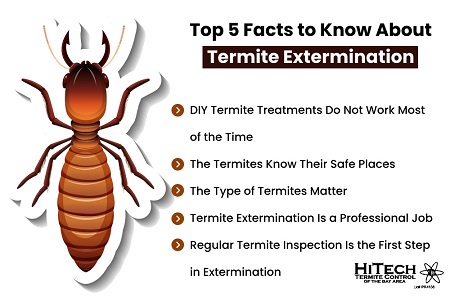 Top 5 Facts about Termite Extermination