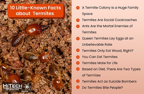 10 Little-Known Facts about Termites - Termite Extermination