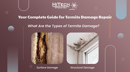 How DIY Termite Control Products Can Be Dangerous?