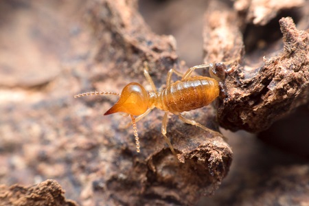 Termite Prevention Methods