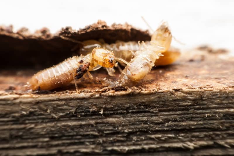 Myths about Termite Infestations Debunked