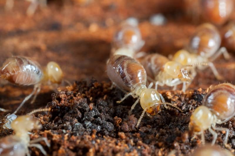 What are the options available for Termite Treatment?
