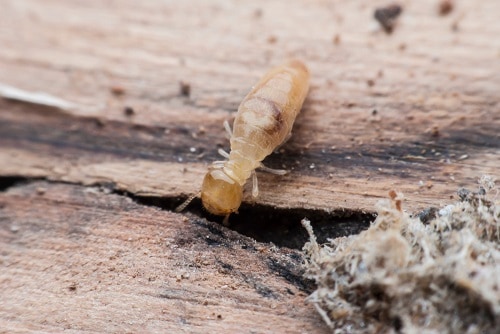 Termite Extermination - Termites Do Not Hibernate in Winter